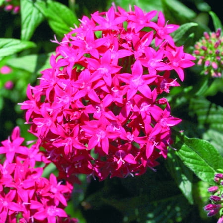 Delray Island - Delray Plants Blooming Pentas - Fresh from the Farm - Purple - 8 pack