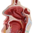 thumbnail image 4 of Modelo de Garganta de Cavidad Nasal .5 X 18.5 X 2.5 cm Sunnimix Estatua de la cavidad nasal humana, 4 of 8