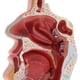 thumbnail image 4 of Modelo de Garganta de Cavidad Nasal .5 X 18.5 X 2.5 cm Sunnimix Estatua de la cavidad nasal humana, 4 of 8