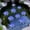 Blue, variant on PLPPYFS 8 Pack Artificial Floating Foam Lotus Flowers, Realistic Floating Foam Lotus Flowers and Lotus Leaves, Lily Pads for Lake, Pond Plants Ornaments for Pool Water Decorations