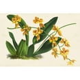 thumbnail image 3 of Stroobant 18x13 Black Modern Framed Museum Art Print Titled - Graceful Orchids III, 3 of 5