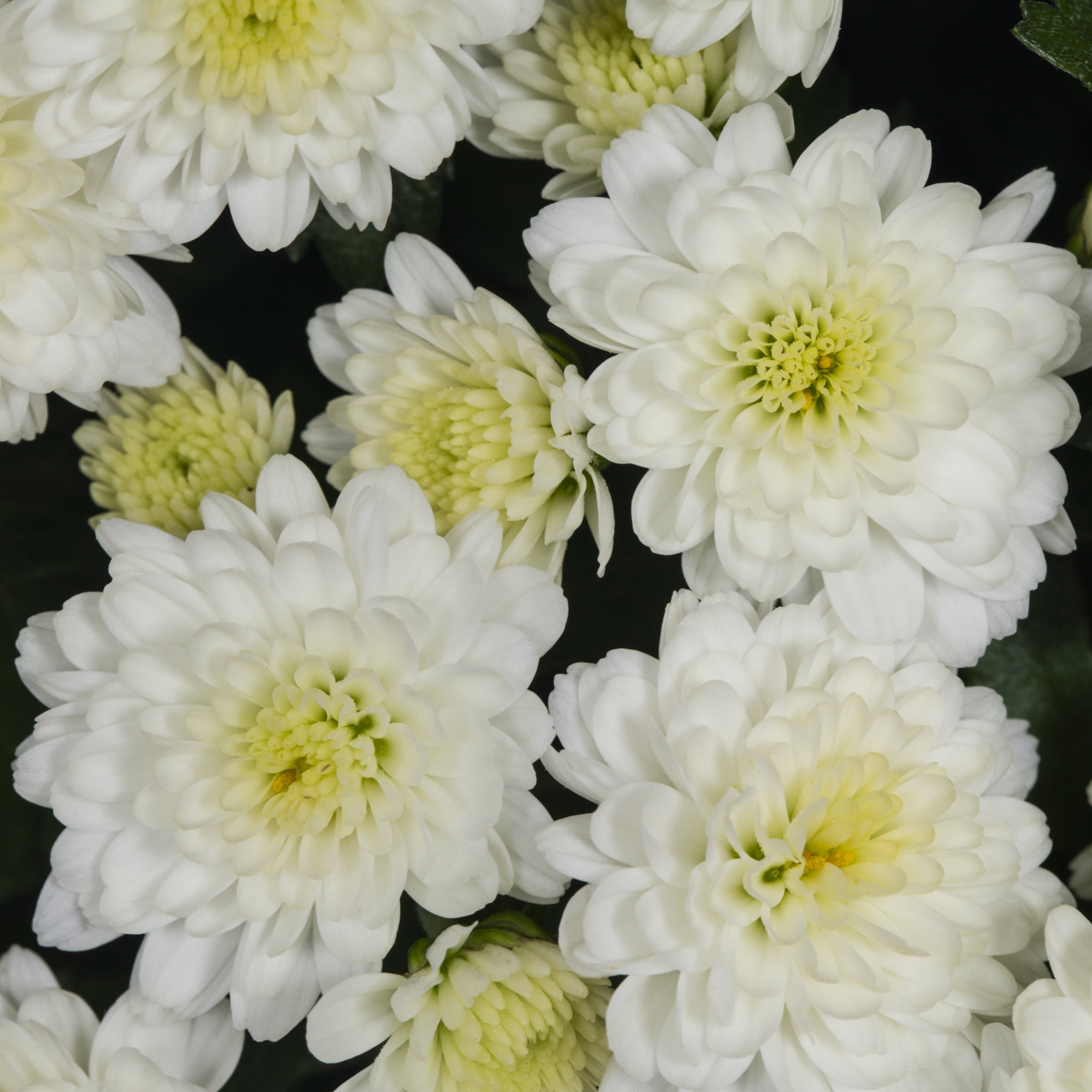 Expert Gardener 3qt White Mum in 7" Jack-O-Lantern Planter (1-pack), Fall Decor