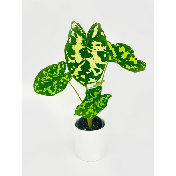 Bumble Plants Caladium Hilo Beauty - Full Live Colorful Houseplant in Nursery Pot, Easy Care, Indoor Plant for Beginners