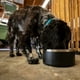 thumbnail image 5 of 32oz 64oz Double Wall Non-Slip Stainless Steel Pet Dog Food Feeder Water Bowl Medium Large Pets Dog Environmental friendly bowl ShopWise Round, 5 of 12