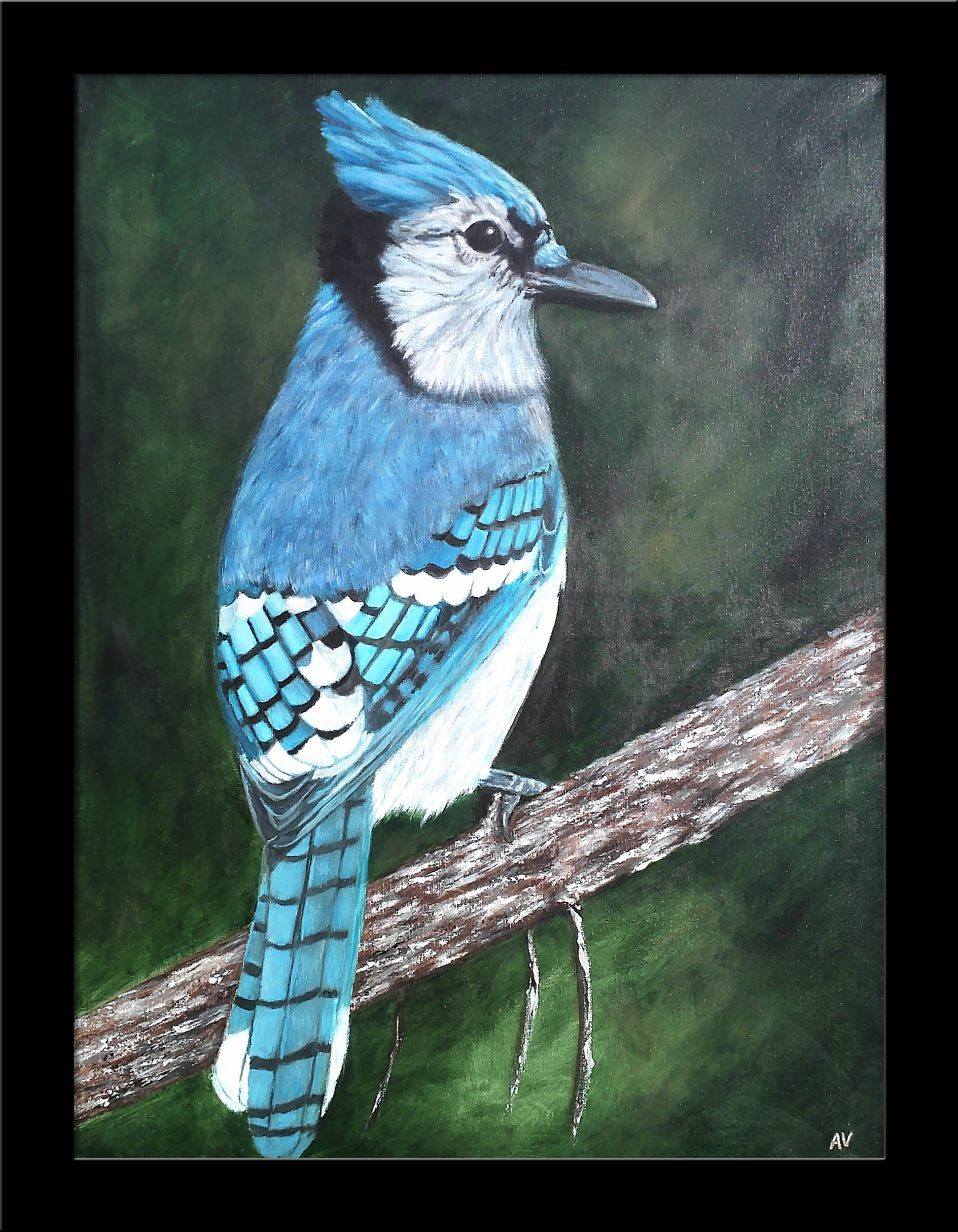 Framed Blue Jay By Amy Valiante 16x12 Bird Painting Reproduction Art Print Walmart Com Walmart Com