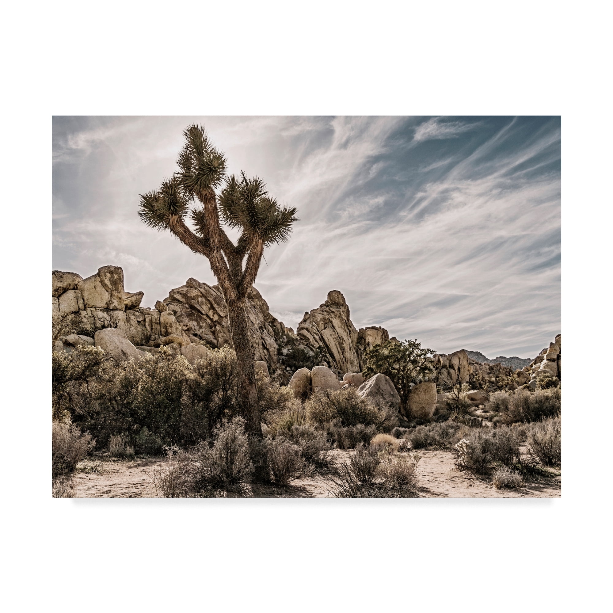 Trademark Fine Art 'Views of Joshua Tree VIII' Canvas Art by Rachel