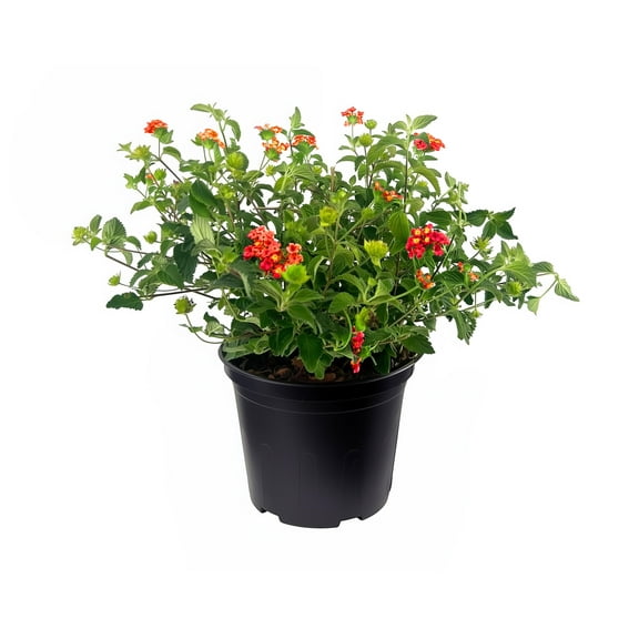 Lantana Dallas Red | 1 Large Gallon Size Plant | Lantana Camara | Flowering Perennial | Garden Colorful Bloom | Hardy Outdoor Decor | Vibrant Red Flowers