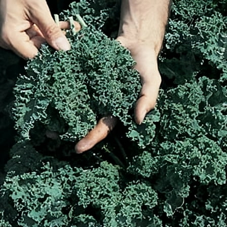 Kale Vates Blue Curled Great Heirloom Vegetable by Seed Kingdom 1 OZ Seeds