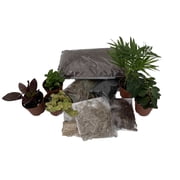 Hirt's Terrarium Kit with 5 Terrarium Plants in 2 Pots
