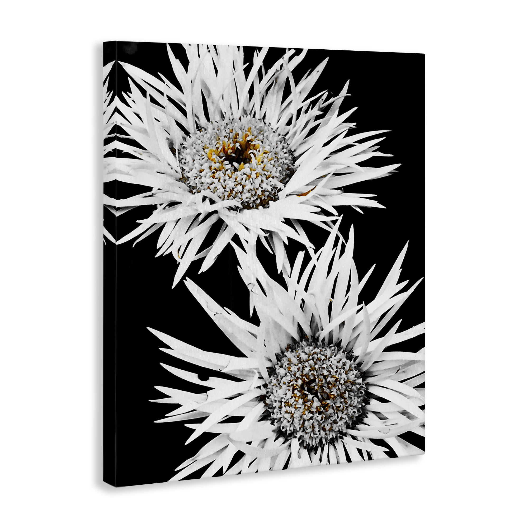 Stupell Industries Bold Contrast Flower Buds Plants & Flowers Painting Wrapped Canvas Art Print Wall Art, 24 x 30