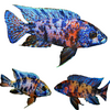 OB Peacock Cichlid, Live Fish 3-4in Unsexed