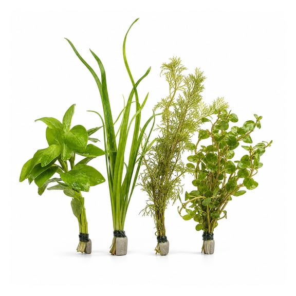 Assorted Mixed Plant Bunch Live Aquarium Plants BUY2 GET1 FREE