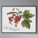 thumbnail image 4 of Hilo de bordar de algodón ecológico, Kit de punto de cruz con fruta impresa de 14CT, obra de arte de 32x27cm, 4 of 9