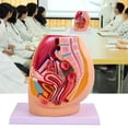 thumbnail image 2 of Anatomical Female Reproductive Organs Model for Demonstration Female Pelvic Cavity Anatomy Model Classroom Teaching Tool, 2 of 7
