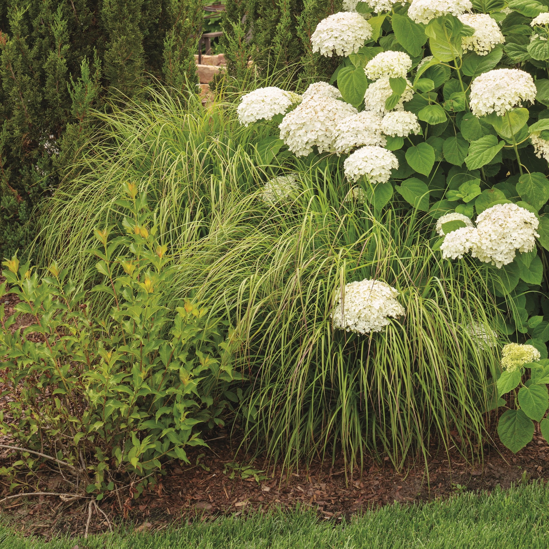 Proven Winners 6" Prairie Winds 'Desert Plains' Fountain Grass Live Plant in 6.5" Pot