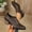 #009-Brown, variant on Fashion Casual Slip-On Pumps for Women – Pointed Toe Closed Shoes with Chunky Heel Design for Spring-Summer Wardrobe