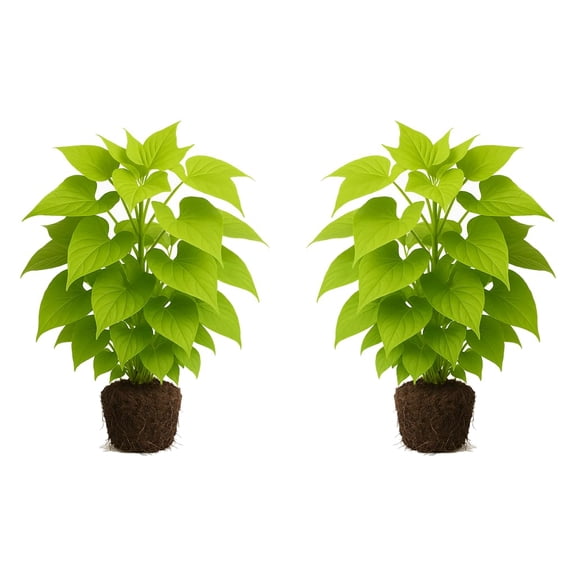 Margarita Sweet Potato Vine - 2 Starter Plants, Full Sun, USDA Zones 9-11, Ships Bare Root