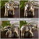 thumbnail image 4 of Cenicero de elefante de metal, resistente al viento, con tapa, antiguo, decorativo, 4 of 7