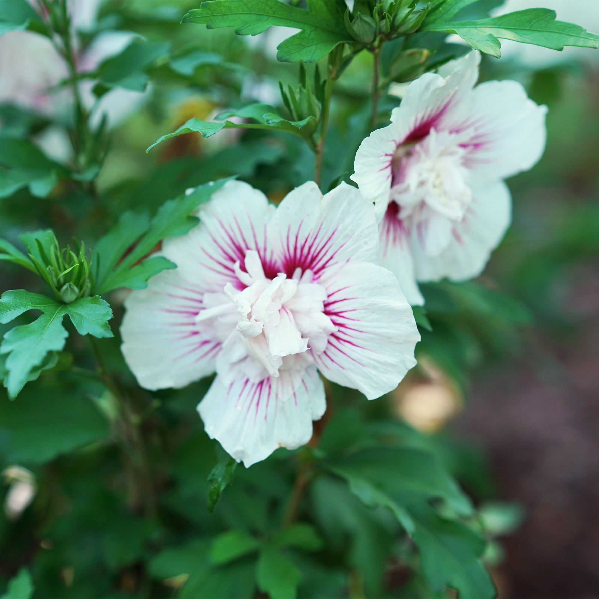 Proven Winners ColorChoice Starblast Chiffon Hibiscus Live Shrub (2 Gallon)