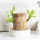 thumbnail image 2 of Brazilian lucky wood, with doll and plastic tray, Easy to grow indoors Potted Plant, 2 of 4