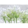 thumbnail image 2 of Frank, Assaf 32x23 White Modern Wood Framed Museum Art Print Titled - African Lily I, 2 of 4