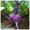 thumbnail image 5 of Everwilde Farms - 250 Purple Vienna Kohlrabi Seeds - Gold Vault Jumbo Bulk Seed Packet, 5 of 5