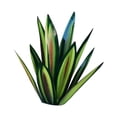 thumbnail image 4 of DIY Agave decoración al aire libre plantas figuritas hierro patio arte planta estatua decoración del hogar, 4 of 7