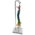 thumbnail image 1 of fastboy Flexible Spine Model for School Biology Demonstration Class  Anatomical with Pelvis Femur, 1 of 6