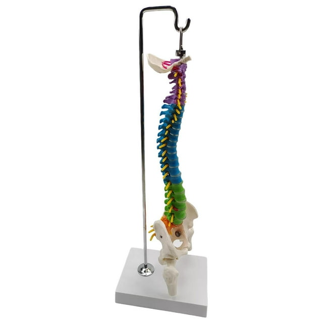 fastboy Flexible Spine Model for School Biology Demonstration Class Anatomical with Pelvis Femur