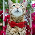 thumbnail image 5 of Elegant Velvet Suede Bow Tie Collar for Stylish Neck Accessory with Secure Buckle Design for Small Dogs and Cats, 5 of 8