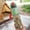 Green, variant on 750ml Cute Cartoon Capybara Water Bottle Leakproof Plastic Straw Cup Portable Outdoor Travel Large Capacity Sports Water Bottle