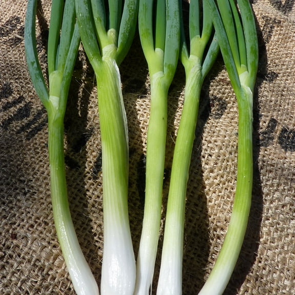 Organic Evergreen White Bunching Nebuka Onions - 1 g ~300 Seeds - Organic, Heirloom, Open Pollinated, Non-GMO, Farm & Vegetable Gardening Seeds