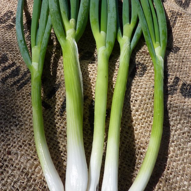 Evergreen White Bunching Nebuka Onions 1 g 300 Seeds Heirloom