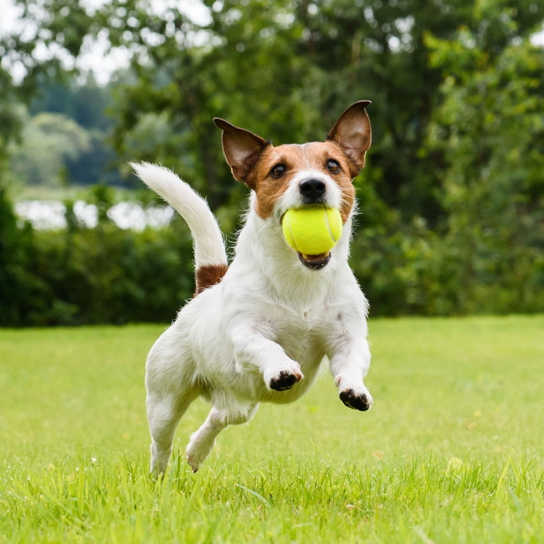 Prime Pets Tennis Balls with Squeakers Fetch Toy, 3 Pack 2.5 Inch photo 5