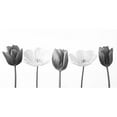 thumbnail image 3 of Frank, Assaf 24x14 Black Modern Framed Museum Art Print Titled - Five tulips in a row, FTBR-1842, 3 of 5