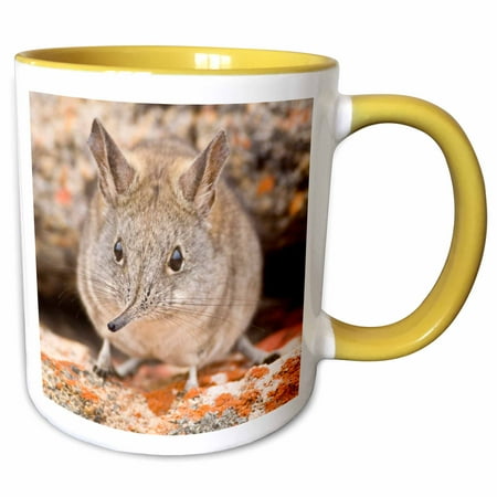 

3dRose Cape Elephant Shrew Bushmans Kloof South Africa-AF42 RBE0002 - Ralph H. Bendjebar - Two Tone Yellow Mug 11-ounce