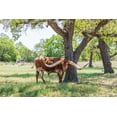 thumbnail image 2 of Wilson, Emily M. 32x23 Black Ornate Wood Framed with Double Matting Museum Art Print Titled - Marble Falls-Texas-USA-Longhorn cattle in the Texas Hill Country, 2 of 4