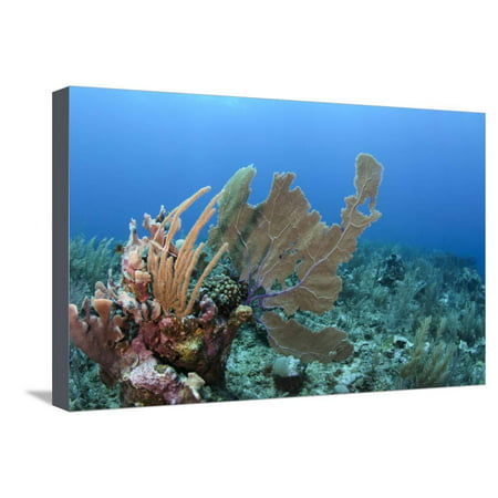 Venus Sea Fan, Hol Chan Marine Reserve, Coral Reef Island, Belize Barrier Reef. Belize Stretched Canvas Print Wall Art By Pete