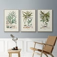 thumbnail image 4 of Botanical Society Ferns VI - Framed Premium Gallery Wrapped Canvas L Frame 3 Piece Set - Ready to Hang, 4 of 4
