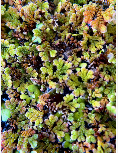 Azolla Filiculoides Fairy Moss Live Aquarium Floating Plant – Natural Oxygenating Aquatic Plant
