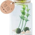 thumbnail image 3 of Unique Desktop Glass Terrarium Kit with Cylinder Vase - Elegant Decorative Indoor Ornament for Home Enhancement and Miniature Arrangements, 3 of 7