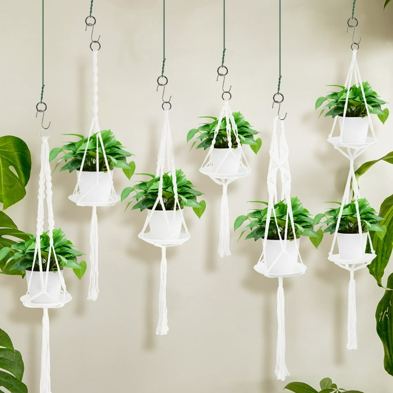 umbrella plant indoor Variegated Schefflera