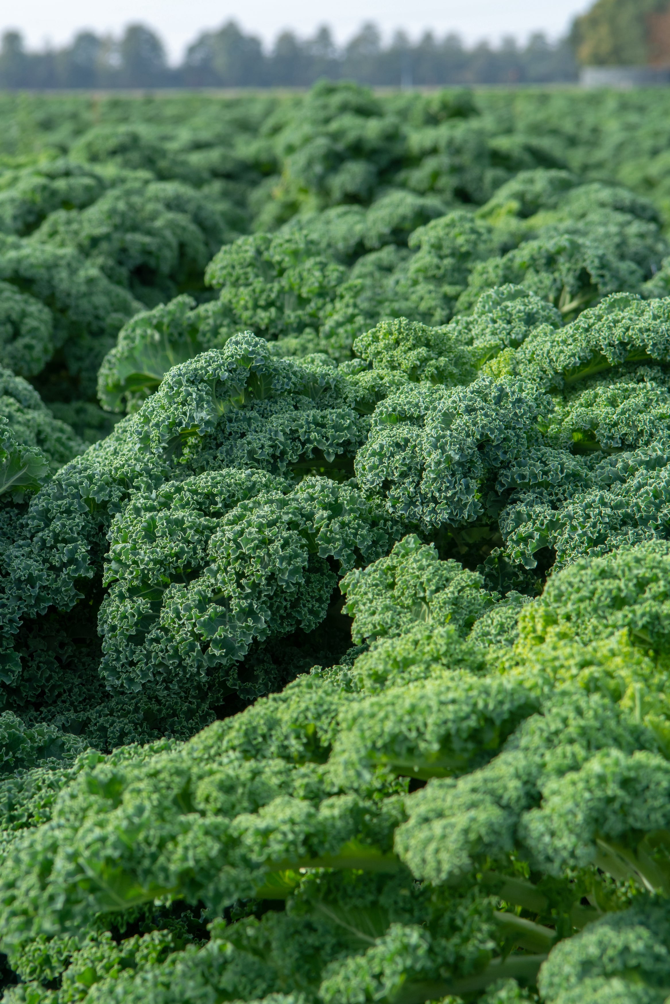 Hale Habitat & Seed Kale Food Plot Seed, 5 lbs