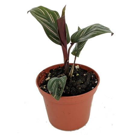 Pin Stripe Prayer Plant - Calathea ornata - Easy House Plant - 2.5" Pot