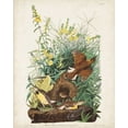 thumbnail image 2 of Audubon, John James 26x32 White Modern Wood Framed Museum Art Print Titled - Pl 136 Meadow Lark, 2 of 4