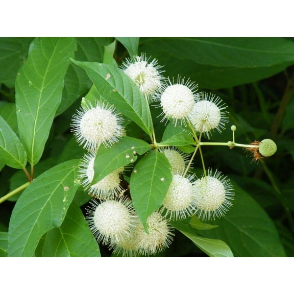 Buttonbush-Cephalanthus occidentalis-Deciduous Shrub for Wildlife  3 Gallon