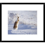 Global Gallery Shlomo Waldmann White-Tailed Jackrabbit Framed Wall Art