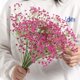 thumbnail image 2 of EchoBliss 1 Pieza Artificial Falsa Seda Gypsophila Flor Boda Ramo Decoración Del Hogar, 2 of 6