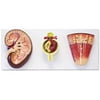 Walter Products Kidney, Nephron, and Glomerulus