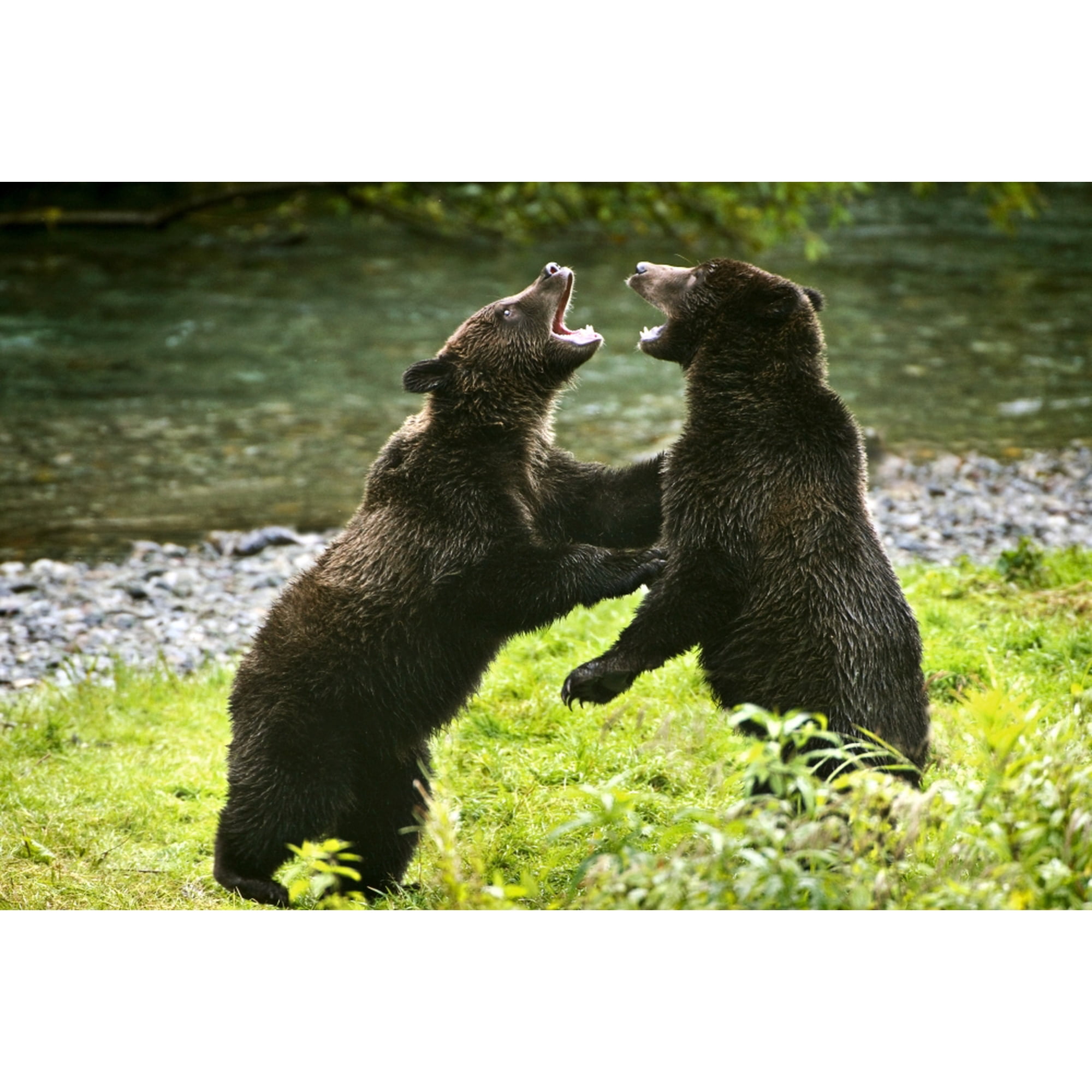 Two Grizzly Bears Fighting Canvas Art - Richard Wear Design Pics (34 x 22)